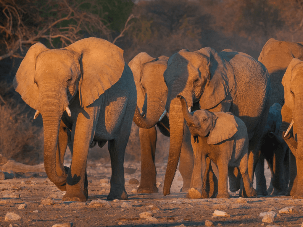 A herd of elephants.